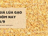 Giá lúa gạo hôm nay ngày 05/9/2023: Giá gạo đồng loạt điều chỉnh giảm
