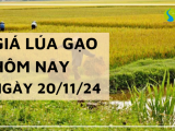 Giá lúa gạo hôm nay 20/11/2024: Giá gạo nguyên liệu IR 504 tăng nhẹ 100 đồng