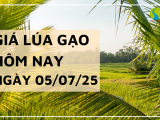 Giá Lúa Gạo Hôm Nay Ngày 5/7/2025: Giao Dịch Cầm Chừng