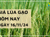 Giá lúa gạo hôm nay 16/11/2024: Giá gạo nguyên liệu IR 504 Hè thu tăng nhẹ 50 đồng