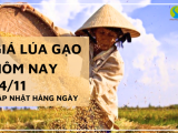 Giá lúa gạo hôm nay ngày 14/11/2023: Giá gạo chững, giá lúa cắt cuối tháng tăng