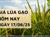 Giá Lúa Gạo Hôm Nay Ngày 17/6/2025: Lúa Nhích Giá Nhẹ, Gạo Nguyên Liệu Đi Lên
