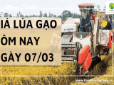 Giá lúa gạo hôm nay ngày 7/03 tại khu vực Đồng bằng sông Cửu Long duy trì ổn định so với hôm qua