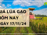 Giá lúa gạo hôm nay 17/11/2024: Ổn định không biến động ngày cuối tuần