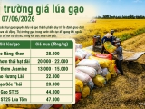 Giá lúa gạo hôm nay 7/6/2026: Giá lúa gạo ít biến động, giao dịch chậm