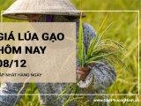 Giá lúa gạo hôm nay ngày 08/12/2023: Không có biến động mới
