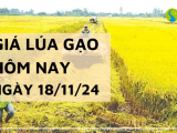 Giá lúa gạo hôm nay 18/11/2024: Thị trường trầm lắng không biến động ngày đầu tuần