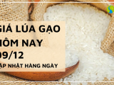 Giá lúa gạo hôm nay ngày 09/12/2023: Giá ổn định sau phiên điều chỉnh tăng
