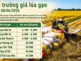 Giá lúa gạo hôm nay 8/6/2026: Giao dịch đầu tuần vẫn chậm