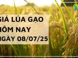 Giá Lúa Gạo Hôm Nay Ngày 8/7/2025: Giá Lúa Gạo Tăng Giảm Trái Chiều