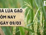Giá lúa gạo hôm nay ngày 9/03 tại khu vực Đồng bằng sông Cửu Long duy trì ổn định trong phiên cuối tuần