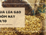 Giá lúa gạo hôm nay ngày 09/10/2023:  Giá gạo nàng Nhen tăng mạnh 3.000 đồng/kg