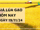 Giá lúa gạo hôm nay 19/11/2024: Tiếp tục xu hướng đi ngang so với hôm qua