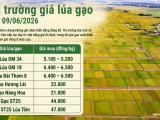 Giá lúa gạo hôm nay 9/6/2026: Gạo trong nước ổn định, giá xuất khẩu duy trì mức cao