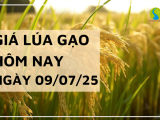 Giá Lúa Gạo Hôm Nay Ngày 9/7/2025: Giá Cả Tăng Giảm Trái Chiều