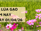 Giá Lúa Gạo Hôm Nay Ngày 01/04/2026: Lúa Tươi Bật Tăng Nhẹ