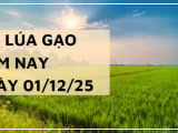 Giá Lúa Gạo Hôm Nay Ngày 01/12/2025: Giá Giữ Ổn Định