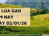 Giá Lúa Gạo Hôm Nay Ngày 2/1/2026: Thị Trường Đầu Năm Trầm Lắng