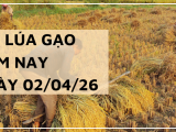 Giá Lúa Gạo Hôm Nay Ngày 02/04/2026: Giao Dịch Khởi Sắc