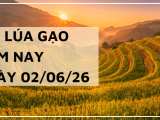 Giá lúa gạo hôm nay ngày 2/6/2026: Gạo Trong nước tiếp tục giảm giá