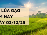 Giá Lúa Gạo Hôm Nay Ngày 02/12/2025: Lúa Tươi Nhích Giá