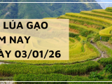 Giá Lúa Gạo Hôm Nay Ngày 3/1/2026: Giao Dịch Chậm