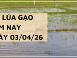 Giá Lúa Gạo Hôm Nay Ngày 03/04/2026: Thị Trường Khởi Sắc