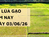 Giá Lúa Gạo Hôm Nay Ngày 3/6/2026: Thị trường trầm lắng trong nước