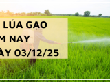 Giá Lúa Gạo Hôm Nay Ngày 03/12/2025: Thị Trường Sôi Động Trở Lại