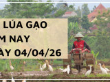 Giá Lúa Gạo Hôm Nay Ngày 04-04-2026: Lúa Tăng Nhẹ