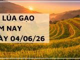 Giá lúa gạo hôm nay ngày 04/06/2026: Gạo thơm xuất khẩu lao dốc
