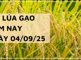 Giá Lúa Gạo Hôm Nay Ngày 4/9/2025: Gạo Nguyên Liệu Tăng Nhẹ