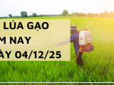 Giá Lúa Gạo Hôm Nay Ngày 04/12/2025: Thị Trường Trầm Lắng