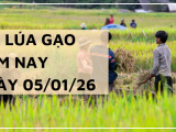 Giá Lúa Gạo Hôm Nay Ngày 5/1/2026: Giao Dịch Trầm Lắng Đầu Năm