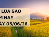 Giá lúa gạo hôm nay ngày 05/06/2026: Giá lúa gạo ổn định