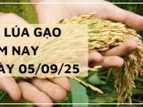 Giá Lúa Gạo Hôm Nay Ngày 5/9/2025: Giá Gạo Giảm Nhẹ