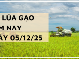 Giá Lúa Gạo Hôm Nay Ngày 05/12/2025: Nhiều Loại Gạo Giảm Giá