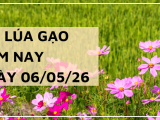 Giá Lúa Gạo Hôm Nay Ngày 06/05/2026: Nguồn Cung Cuối Vụ Thu Hẹp