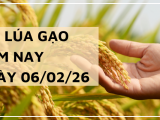 Giá Lúa Gạo Hôm Nay Ngày 6/2/2026: Thị Trường Lặng Sóng