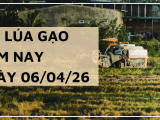 Giá Lúa Gạo Hôm Nay Ngày 6/4/2026: Thị Trường  Giữ Nhịp