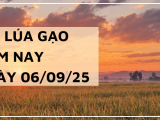 Giá Lúa Gạo Hôm Nay Ngày 6/9/2025: Gạo Nguyên Liệu Giảm