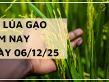 Giá Lúa Gạo Hôm Nay Ngày 06/12/2025: Gạo Tiếp Tục Giảm Nhẹ