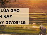 Giá Lúa Gạo Hôm Nay Ngày 07/05/2026 :Lúa Thơm Tăng Giá