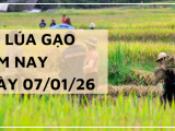 Giá Lúa Gạo Hôm Nay Ngày 7/1/2026: Lúa Gạo Nhích Nhẹ