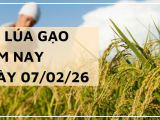 Giá Lúa Gạo Hôm Nay Ngày 7/2/2026: Thị Trường Trầm Lắng