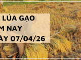 Giá Lúa Gạo Hôm Nay Ngày 7/4/2026: Gạo Chợ Lẻ Bất Ngờ Tăng Nhẹ
