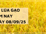 Giá Lúa Gạo Hôm Nay Ngày 8/9/2025: Giao Dịch Mua Bán Vắng