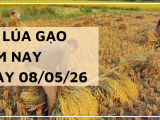 Giá Lúa Gạo Hôm Nay Ngày 08/05/2026: Xuất Khẩu Hạ Nhiệt