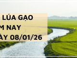 Giá Lúa Gạo Hôm Nay Ngày 8/1/2026: Thị Trường Đi Ngang