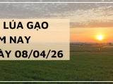 Giá Lúa Gạo Hôm Nay Ngày 08/06/2026: Thị Trường Đi Ngang